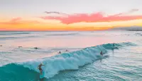 Black Lion Surf