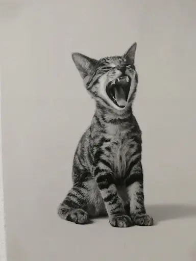 Ecole de Musique le Chat Perché